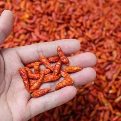 Intense Red Bullet Chillies With Hat Air Dried